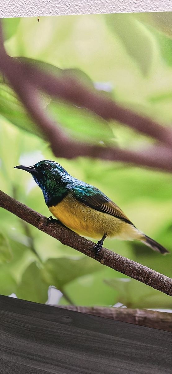 Foto & Immagini: Vogeldruck auf Alu-Dibond – Nuovo e nell'imballaggio originale da Aarburg venduto da Tonija 1