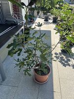 Feigenbaum inkl. Kübel