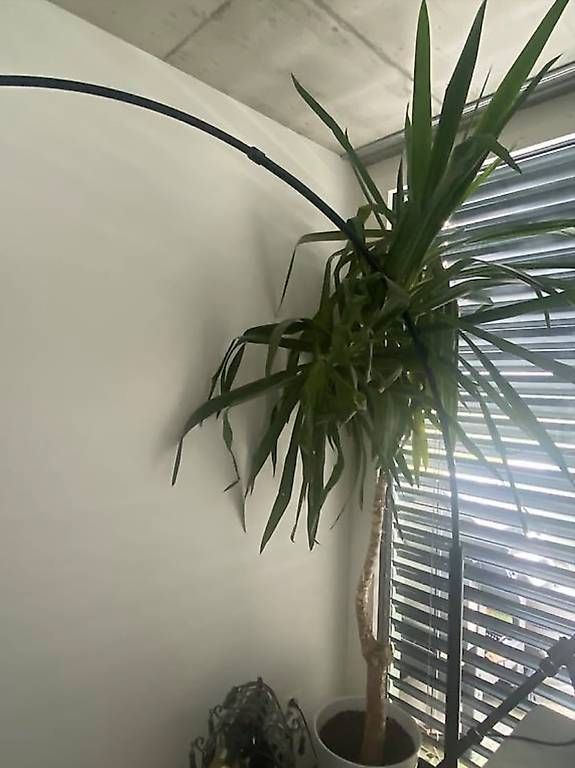 Piante & sementi: Yucca Palme mit hochwertigem Tontopf – Usato da Mörschwil venduto da fhc