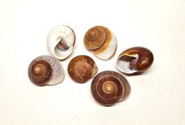 Schneckenhaus Lamarkiana 6 - 8 cm - 4 Stück *Ausverkauf*