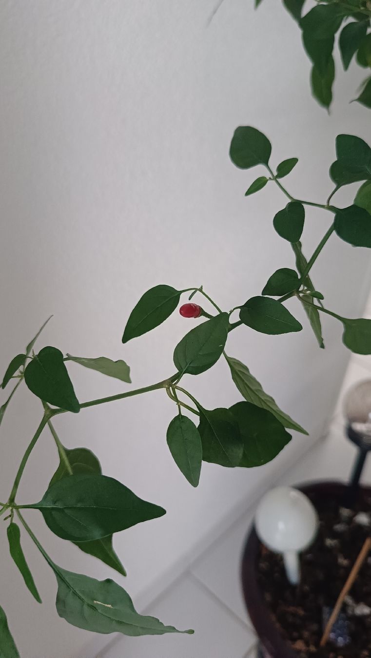 Pflanzen & Samen: chili piquin pflanz  – Neu (gemäss Beschreibung) aus Hägendorf von aga_mh97 1