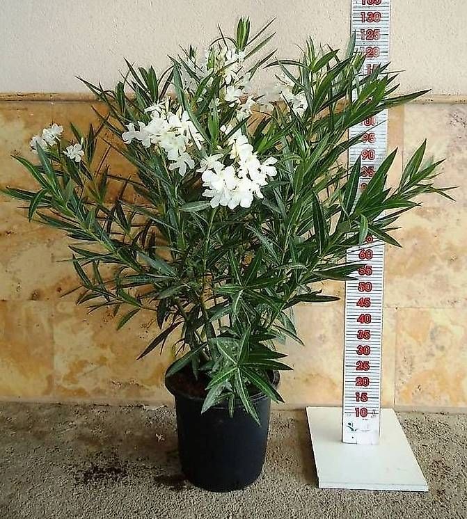 Piante & sementi: NERIUM OLEANDER BLANCO C30-15L – Nuovo (secondo la descrizione) da Zuckenriet venduto da Thur_Plant
