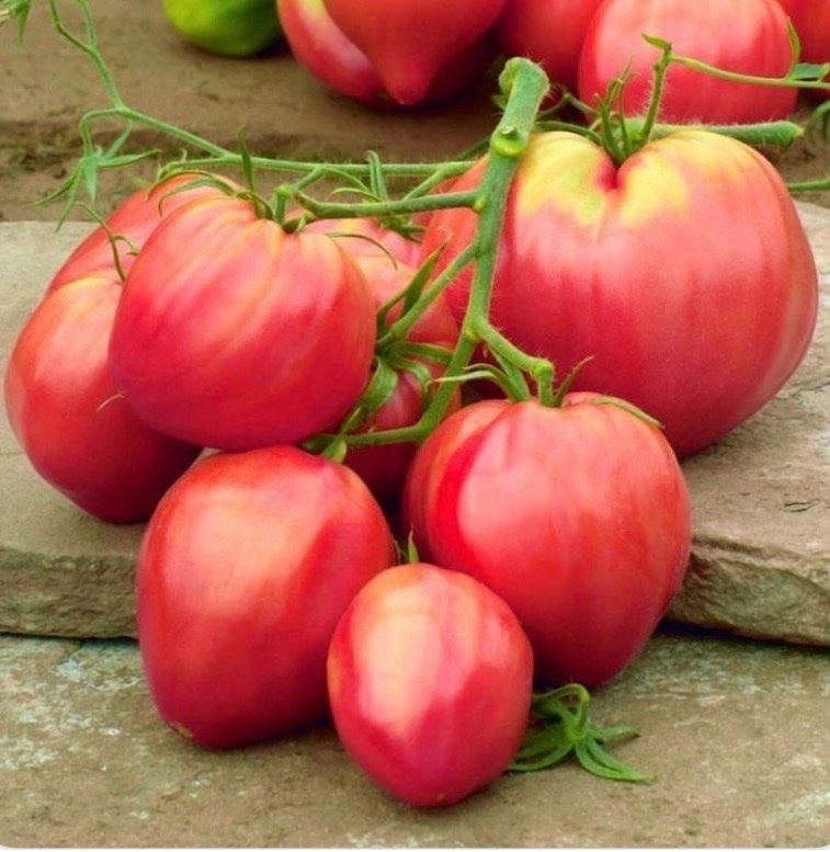 Piante & sementi: TOMATE Core di Bue / 5 Samen – Nuovo (secondo la descrizione) da Kerzers venduto da kriszti0 1