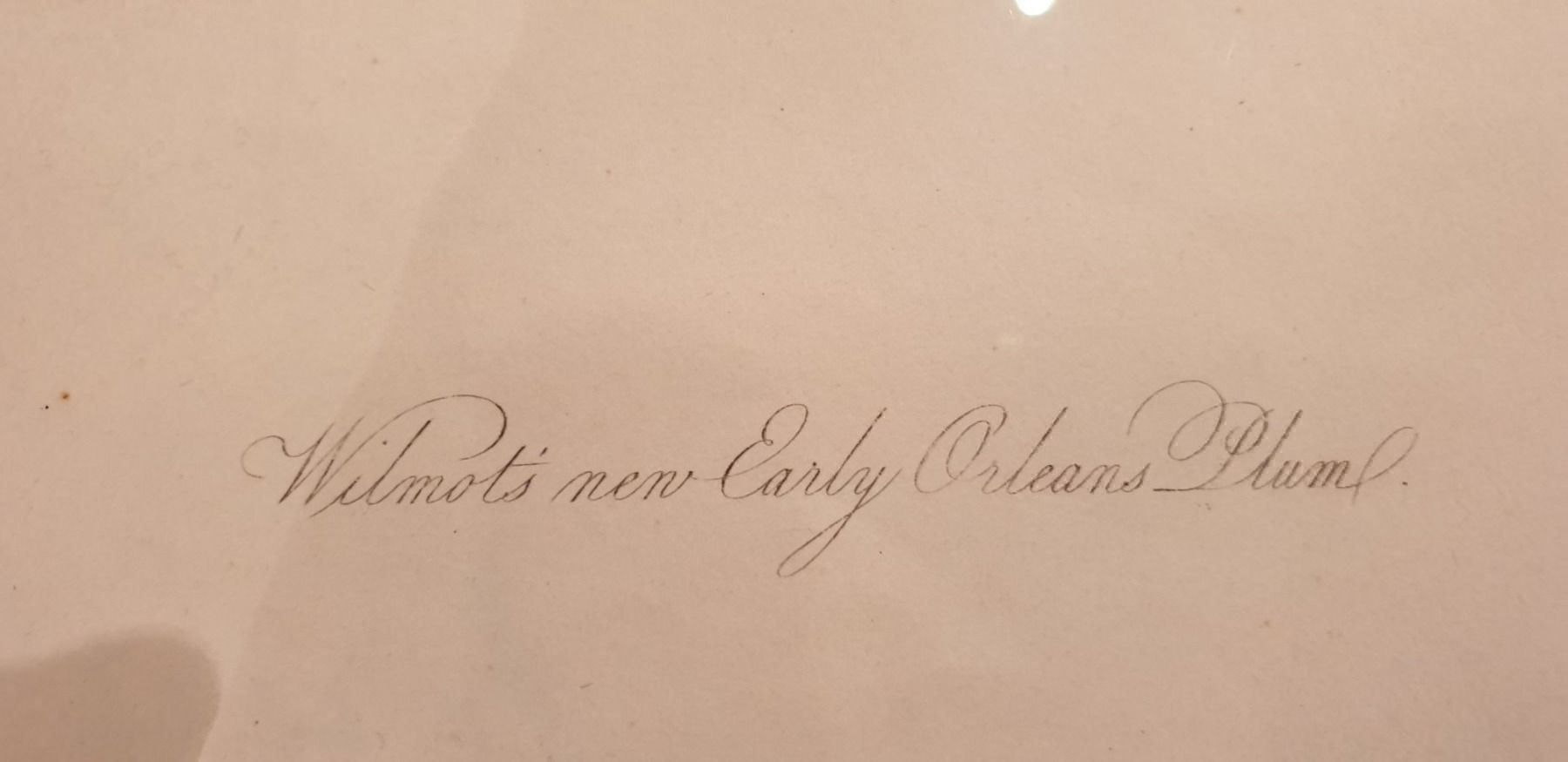 Incisioni: Stich um 1856 – Usato da Winterthur venduto da han_m89f 3