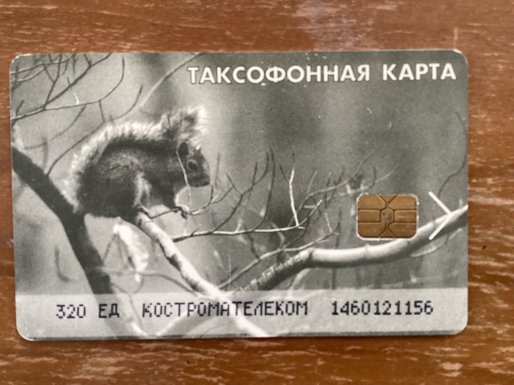 Telefon- & Taxkarten: Telefonkarte Russland. Eichhörnchen – Gebraucht aus Zürich von Tolima194
