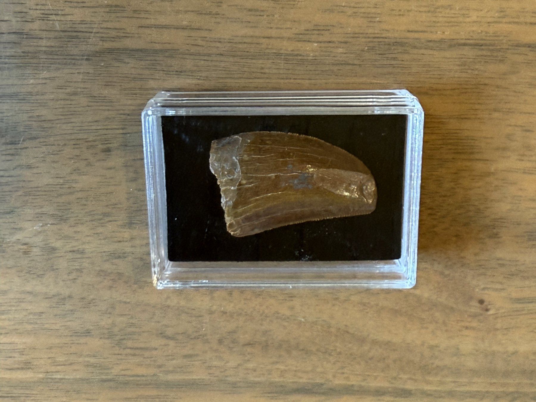 Fossili: Raubsaurierzahn Carcharodontosaurus saharicus – Usato da schüpfen venduto da rica122 3