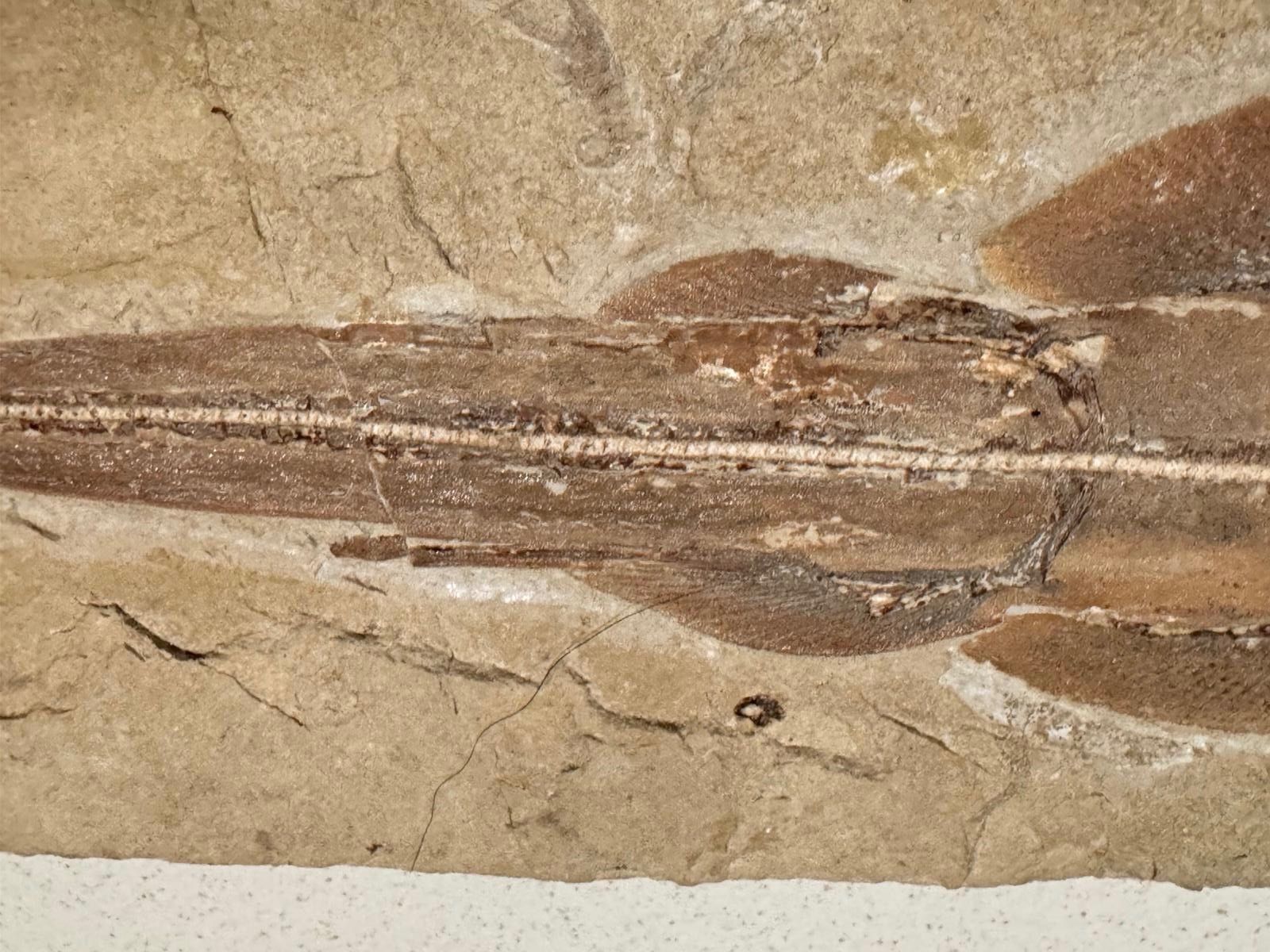 Fossili: Fossil - Rinobatus maronita – Usato da Biel/Bienne venduto da nimmes 2