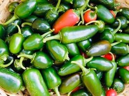 50 Samen Graines Semi JALAPEÑO CHILI PEPERONCINO PEPPER