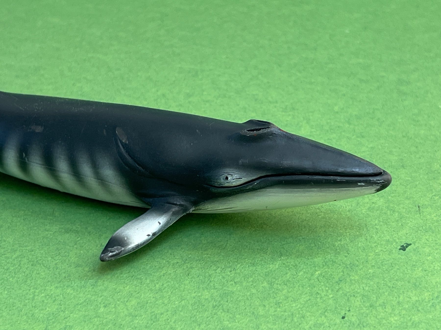 Schleich Statuette: SCHLEICH 16087 - Zwergwal Wal 1:32 – Usato da Ennetbaden venduto da mapa05 4