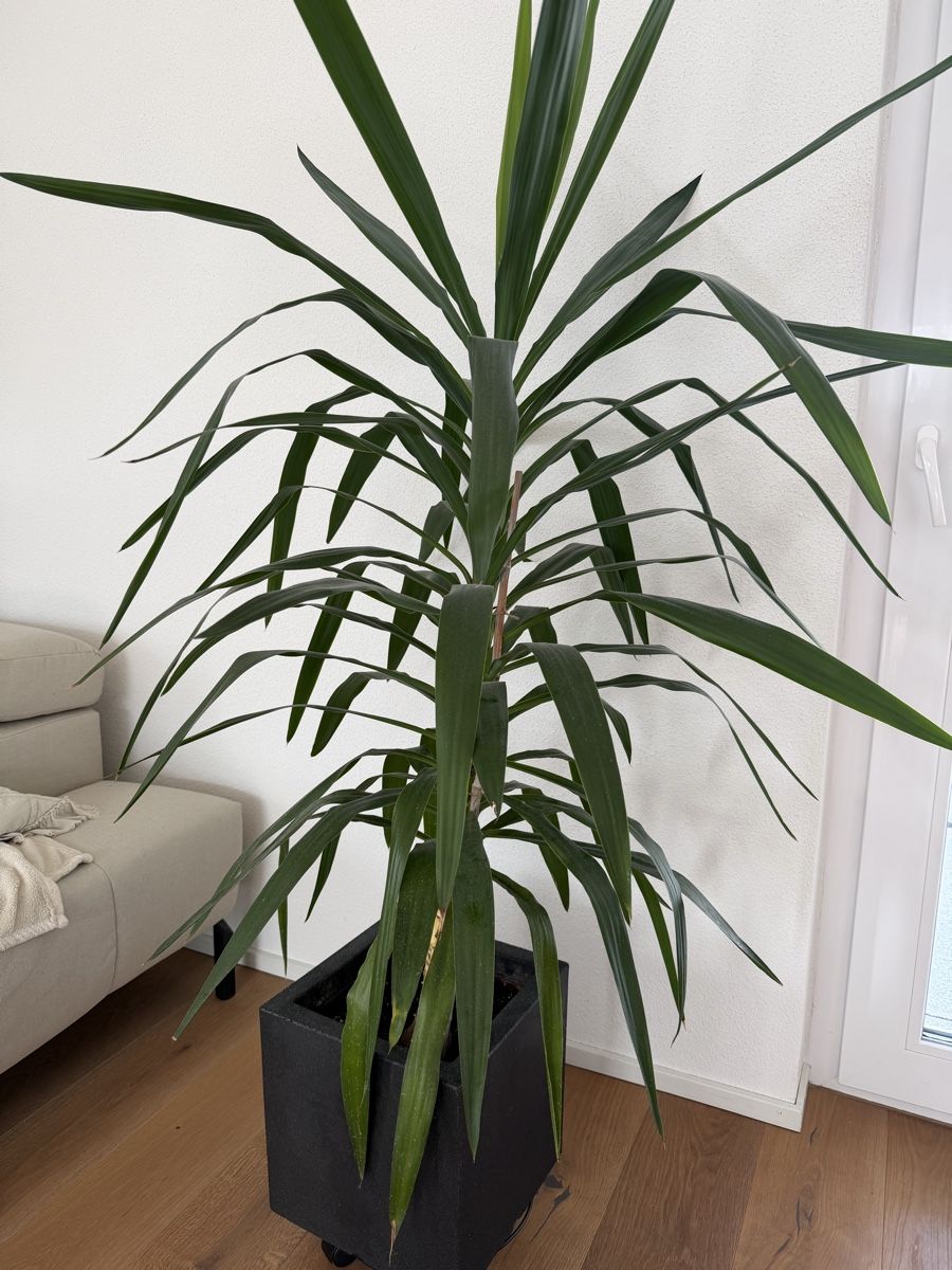 Piante & sementi: Yucca Palme  – Usato da Schaffhausen venduto da Giannina28 1
