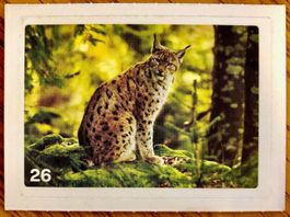 Migros Nature Detectives - Bild Nr. 26