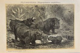 Orig. Holzstich von Specht  um 1895 - Zoologie, Flusspferd