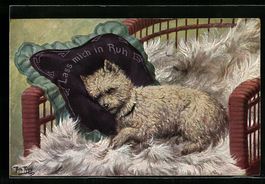 Arthur Thiele: Pudel-Terrier Mischling r