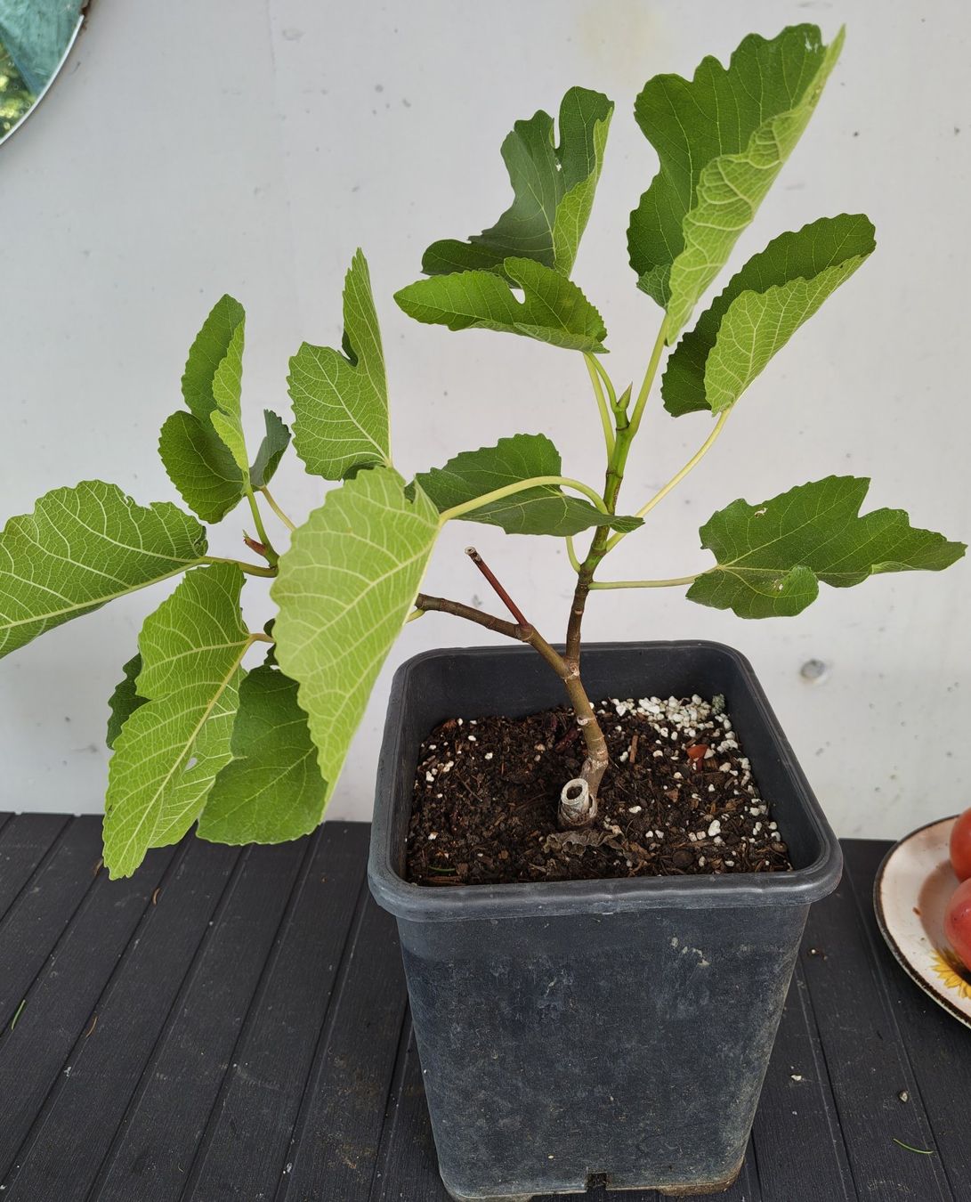 Plantes & graines: Schwarze Feigenbaum im Topf junge Pflanze – D'occasion à Uerkheim par Justi.y 1