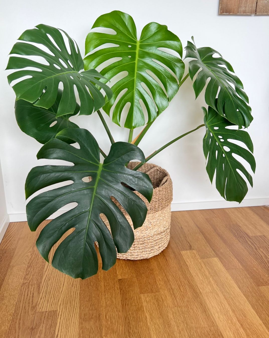 Piante & sementi: Monstera Deliciosa – Usato da Glattpark(Opfikon) venduto da ste_n99y 3