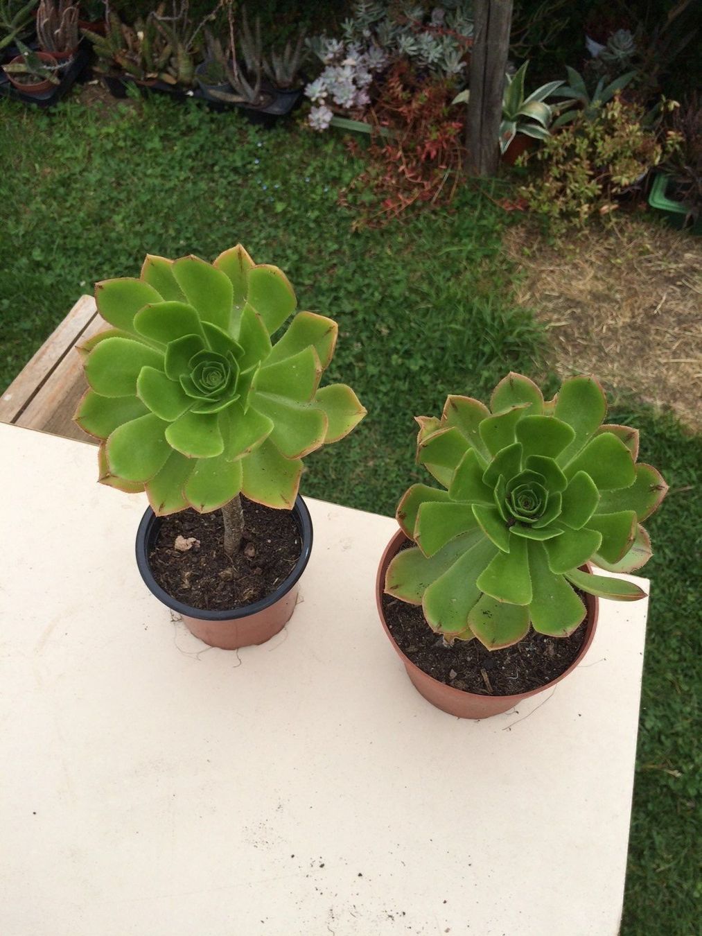 Pflanzen & Samen: Aeonium arboreum – Neu (gemäss Beschreibung) aus Vinelz von Wellensittich55 2
