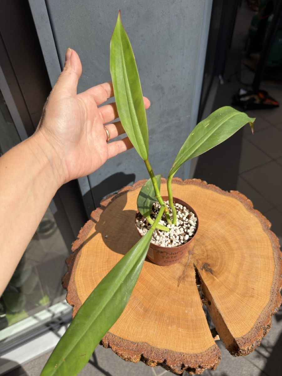 Pflanzen & Samen: Philodendron Crassinervium  – Neu (gemäss Beschreibung) aus Buchrain von Stetoscop 1
