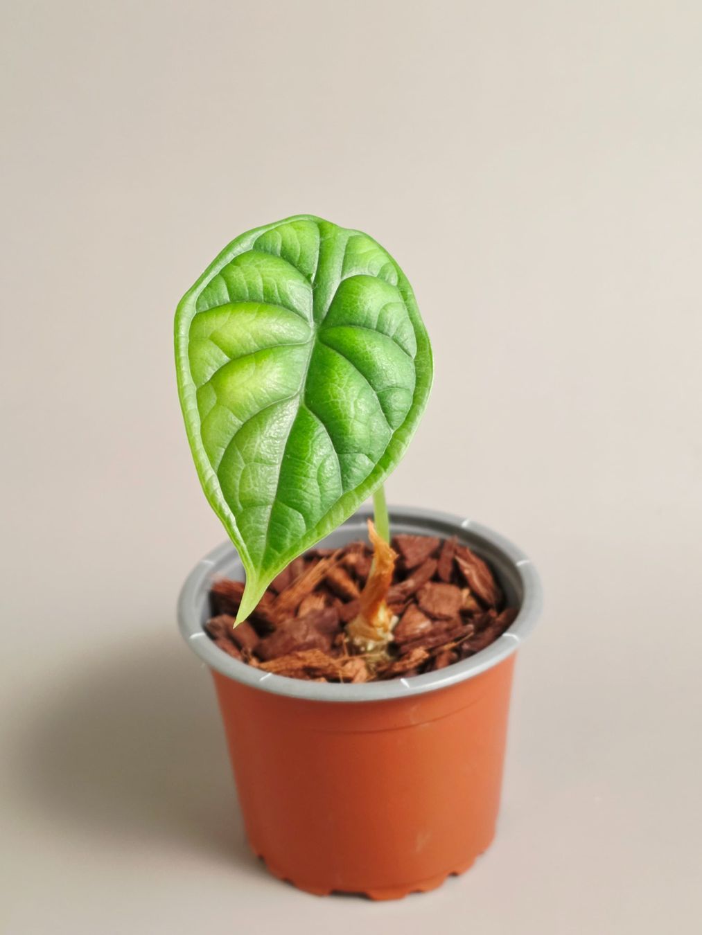 Piante & sementi: Alocasia dragon scale – Nuovo (secondo la descrizione) da Gerolfingen venduto da Azora