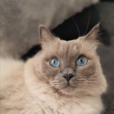 Profile image of Soso68