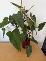 Philodendron Red emerald zimmerpflanze pflegeleicht 