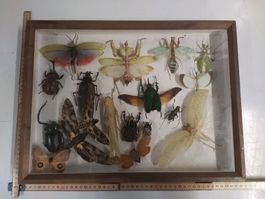 Insektensammlung im Holzrahmen, Vintage Rarität! Top!