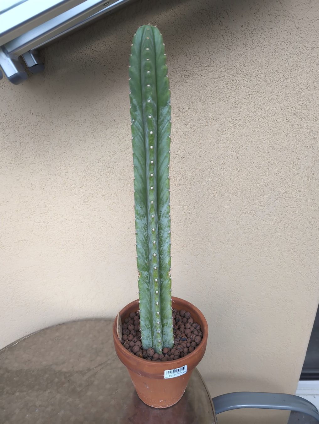Piante & sementi: Echinopsis Pachanoi – Nuovo (secondo la descrizione) da Grolley venduto da eluveitie32 1