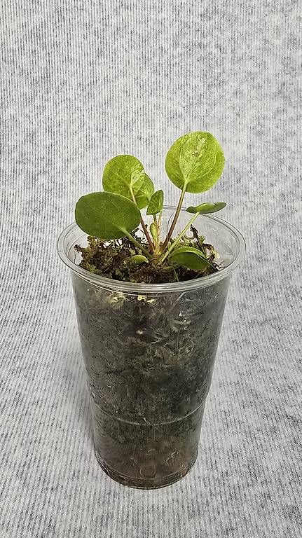 Pflanzen & Samen: Wunderschöne Pilea Peperomioides Mojito – Gebraucht aus Arbon von Elena.... 1