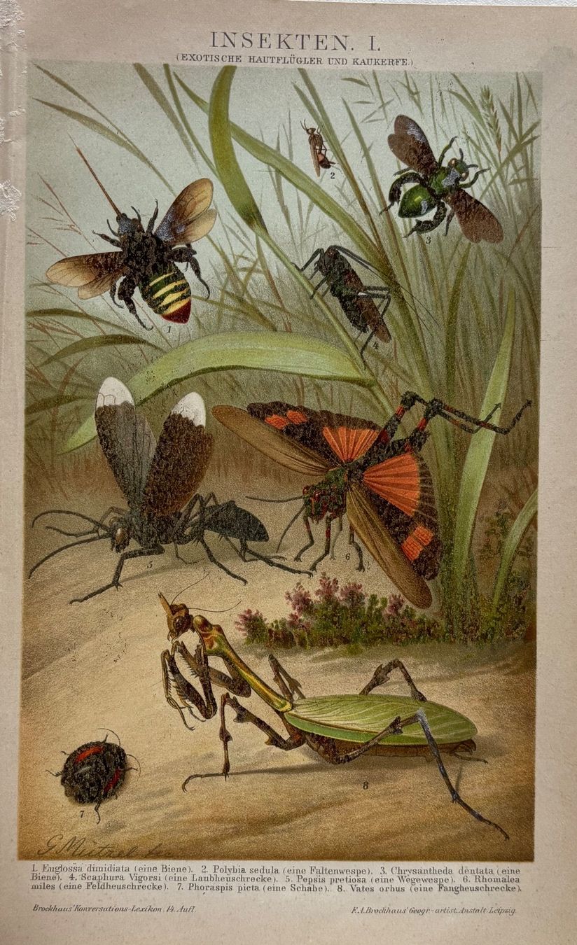 Grafica & Litografie: Chromolitho um 1895 - Insekten – Usato da Frauenfeld venduto da Merk52
