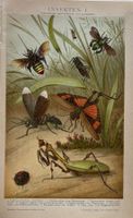 Chromolitho um 1895 - Insekten