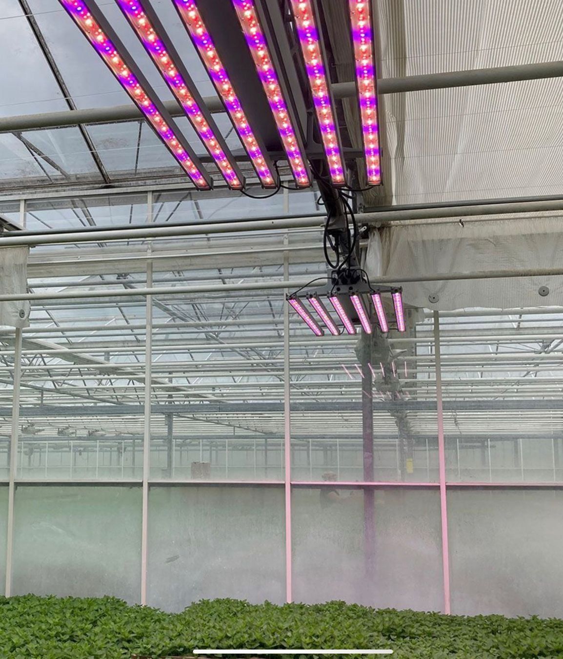 Lampen: Sylvania Gro-Lux Led 396 Watt Linear Universal – Gebraucht aus Basel von DragonKnight 2