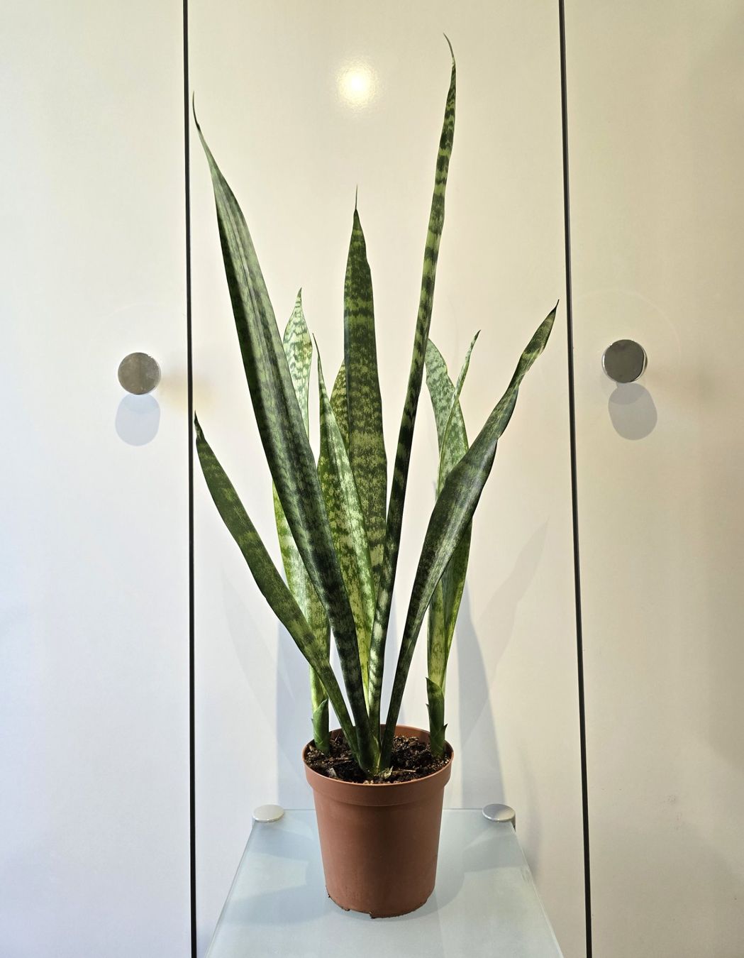 Piante & sementi: Pflanze Sansevieria / Bogenhanf 82 cm – Usato da Oetwil an der Limmat venduto da dhantal