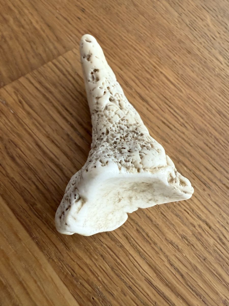 Fossili: Fossil Muschel Koralle Fund ??? – Usato da Goldach venduto da Messerguru 1