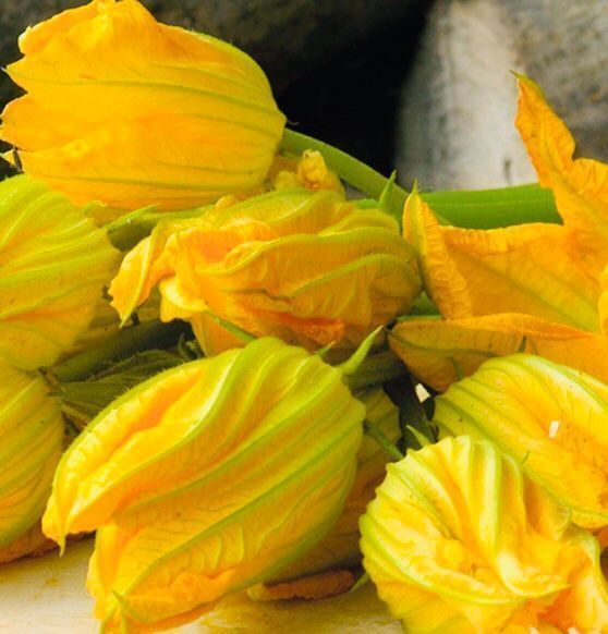 Pflanzen & Samen: Zucchini multi Blume XL 10 Samen – Neu und originalverpackt aus Rovio von POSITIFFARTandPLANTS 2
