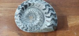 Versteinerung Fossilien
