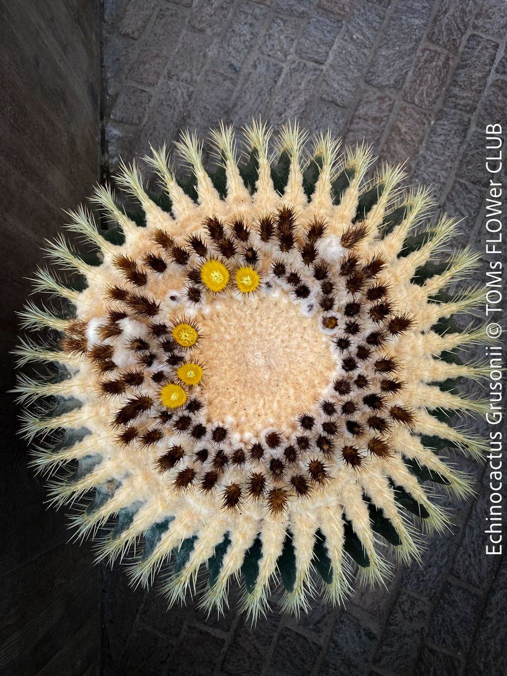 Pflanzen & Samen: Echinocactus Grusonii – „Schwiegermuttersitz" - Kaktus – Neu und originalverpackt aus Adliswil von astom369 2