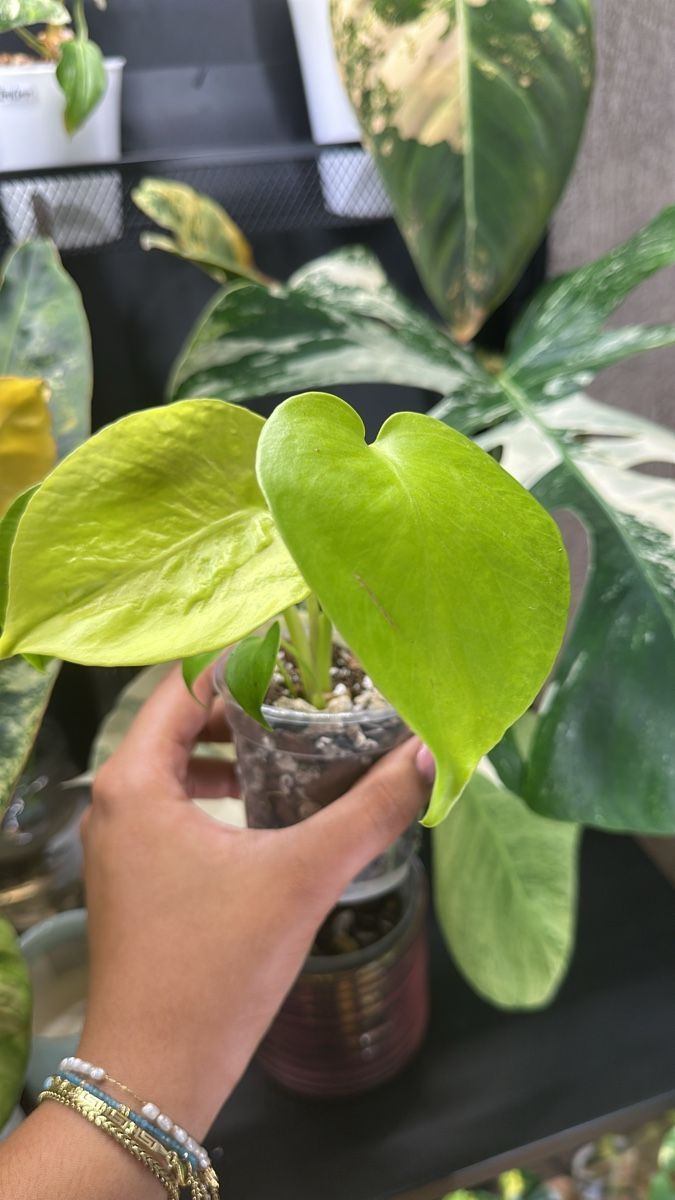 Pflanzen & Samen: Monstera Lemon Lime💛💚 – Gebraucht aus Bülach von Nanuk123 1