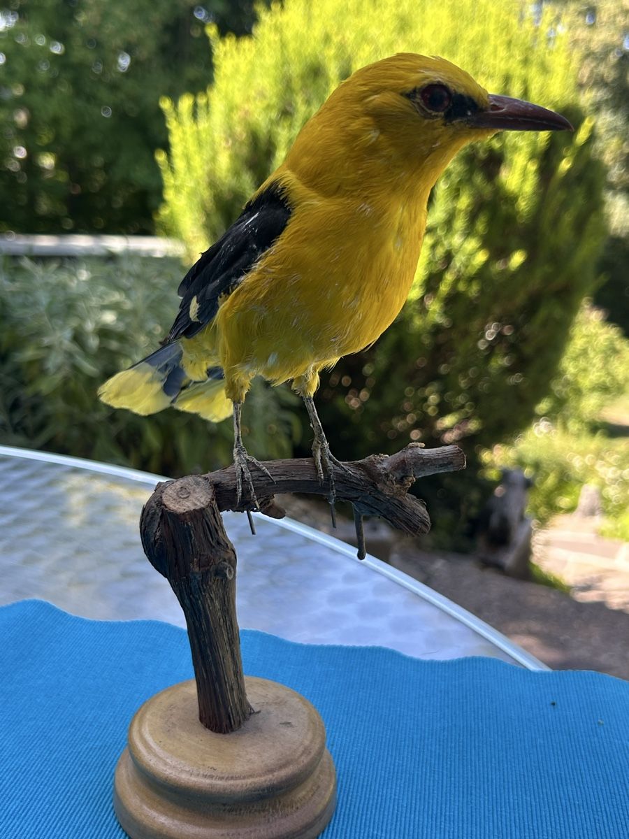 Monde des animaux: Vogel Präparat namens Pirol – D'occasion à Langnau am Albis par Nechi 5