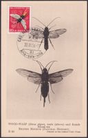 1955, J160: Maximumkarte, Seltenem LETZTTAGS-Stempel ital.