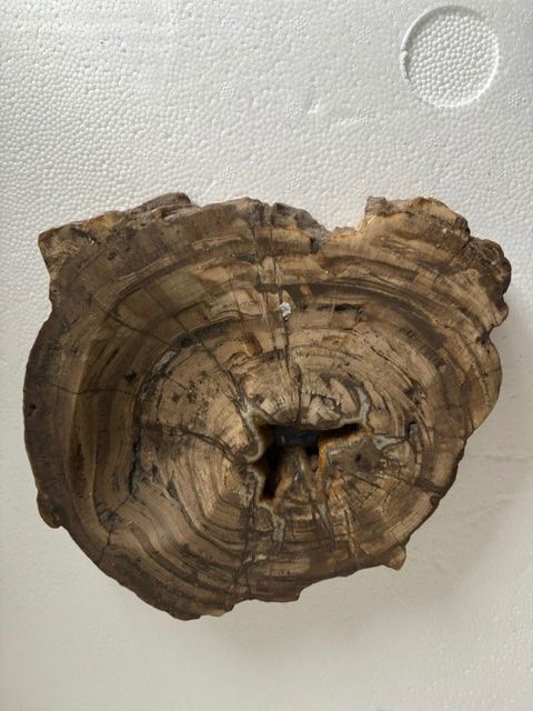 Fossili: Versteinertes Holz – Usato da Herisau venduto da wol_ndx2