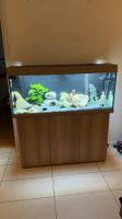 🐠 Juwel Rio 240 LED Eiche komplett mit Malawi-Barschen ✨