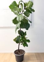 Ficus Lyrata Geigenfeige Fiddle Leaf fig plant 187 cm