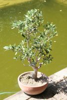 BONSAI  -  Olive