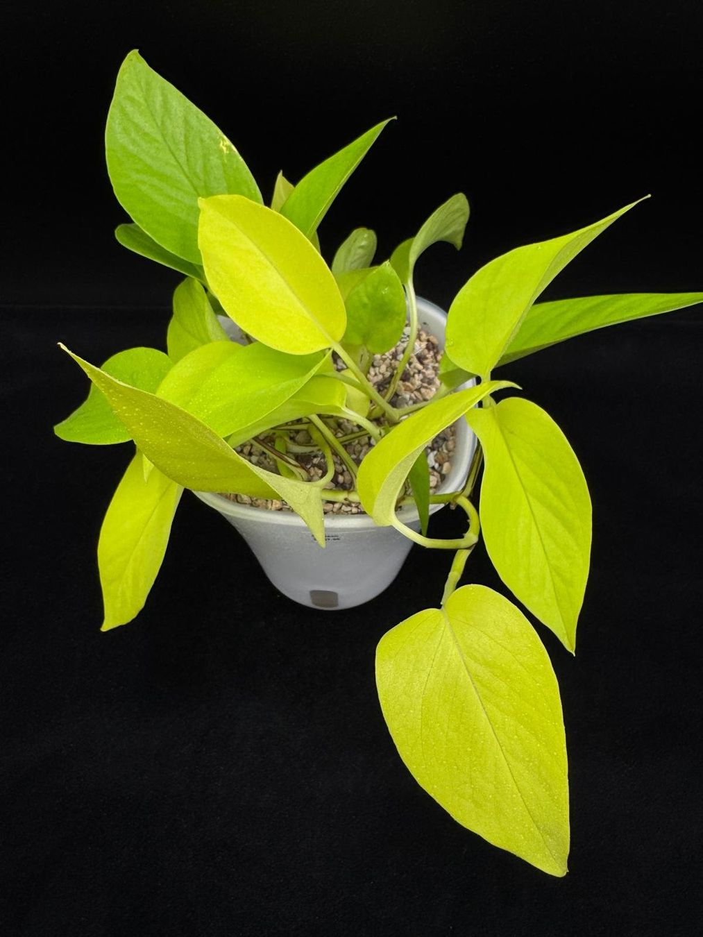 Piante & sementi: Epipremnum aureum, 'Neon' in Semihydro – Nuovo (secondo la descrizione) da Bühler venduto da googelibear 1