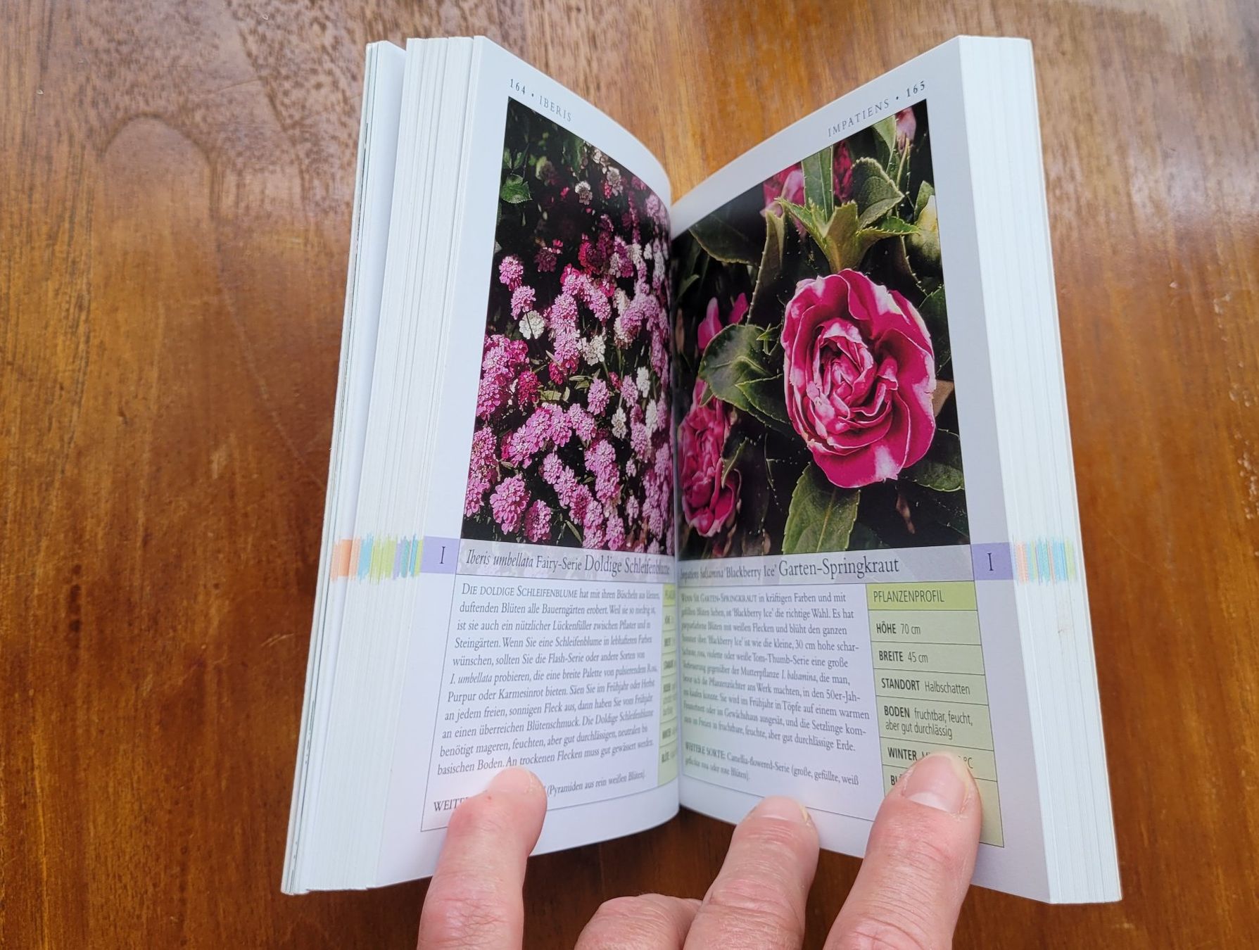 Libri: DK Garten Kompakt: Ein- & Zweijährige – Nuovo (secondo la descrizione) da Unterengstringen venduto da orpheo13 2