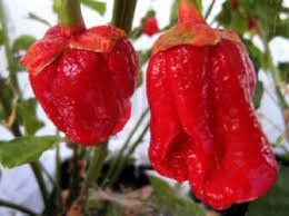 Piante & sementi: 7 Pot Bubblegum Red - Capsicum Chinense - 10 Samen – Nuovo e nell'imballaggio originale da Sumiswald venduto da Cham14559 1