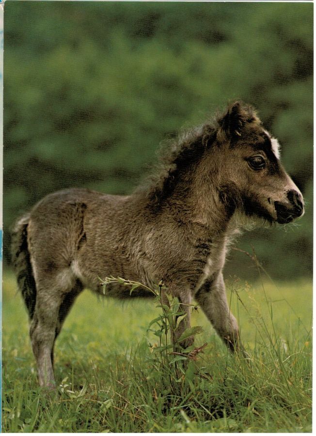 Cartoline postali: Mini-Pony, geschätzt 1970 – Usato da Frauenfeld venduto da POML