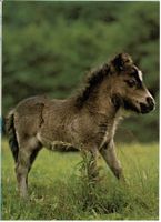 Mini-Pony, geschätzt 1970