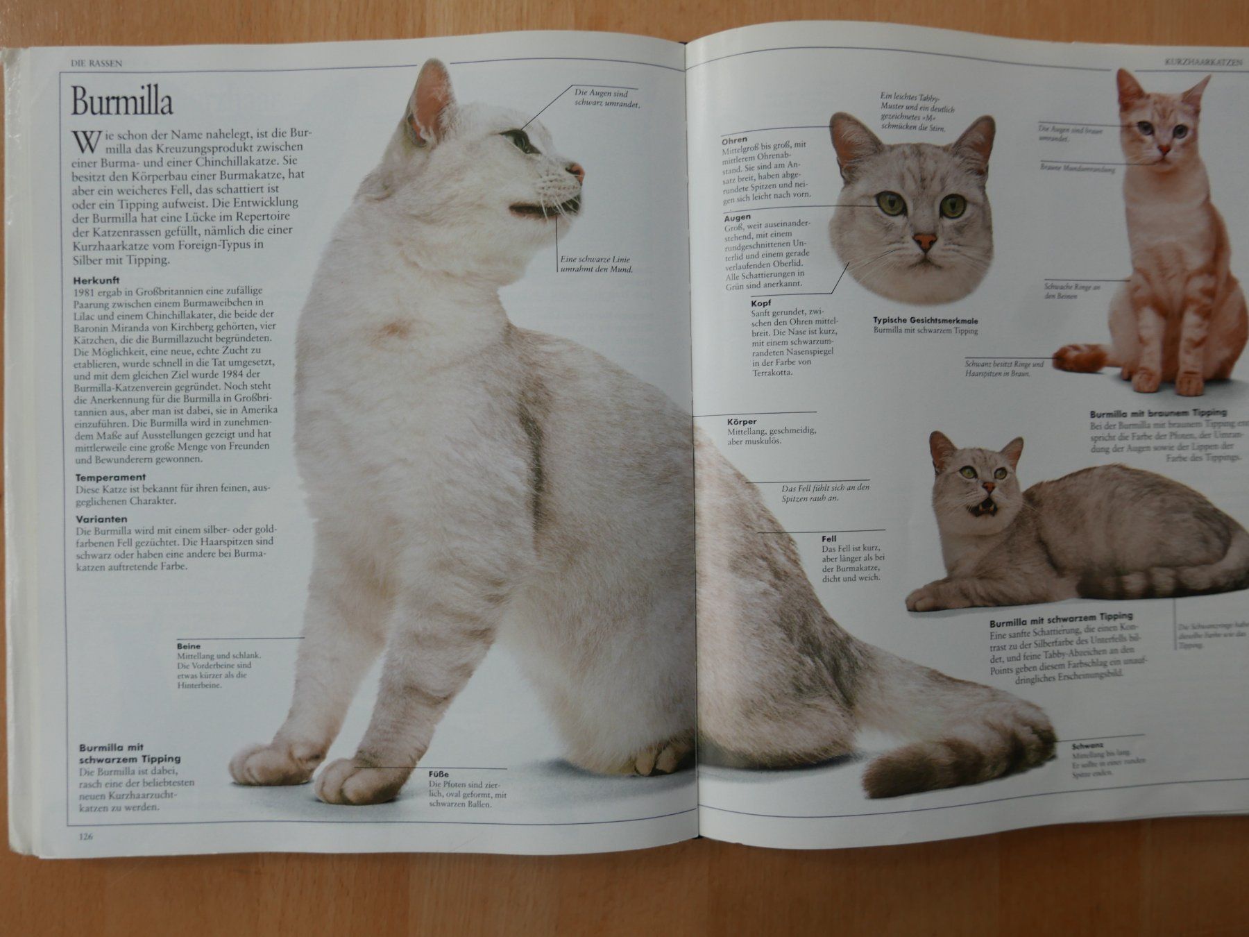 Livres: Das Grosse Katzenbuch - David Taylor - 100 Rassen – D'occasion à Rotkreuz par nigal 3