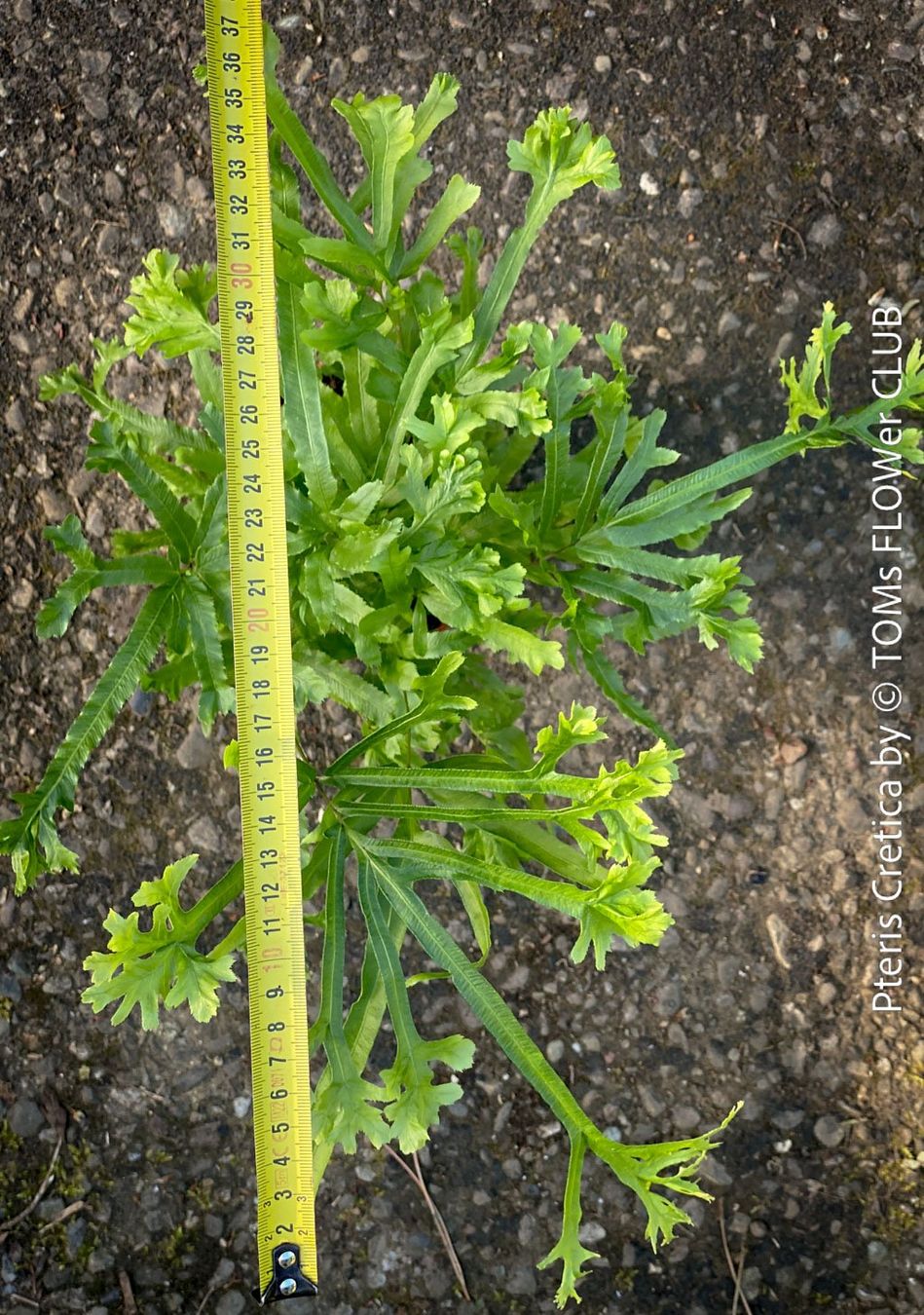Piante & sementi: Pteris Cretica - Eleganter Zimmerfarn – Nuovo e nell'imballaggio originale da Adliswil venduto da TAKEYOURPLANT 2
