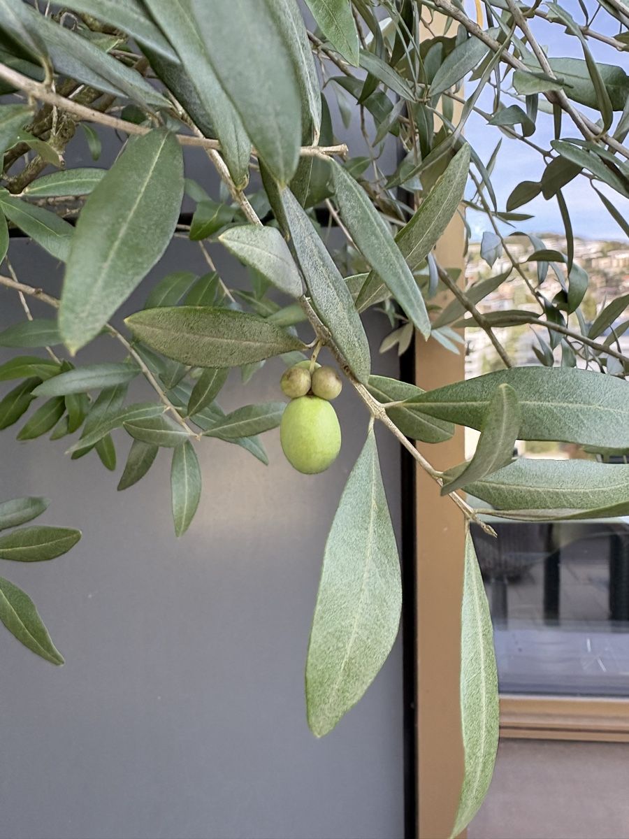 Plantes & graines: Olivenbaum mit Topf – D'occasion à Zürich par seb_8rsb 3